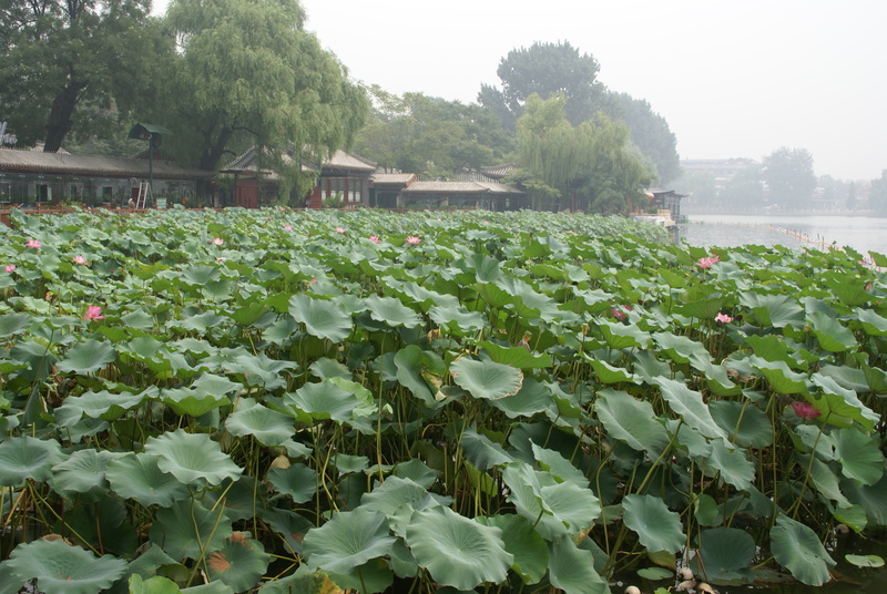 Image: /media/?path=/trips/2007-08-13 China/2007-08-16_Beijing/20070816-111104-0-Jon.jpg